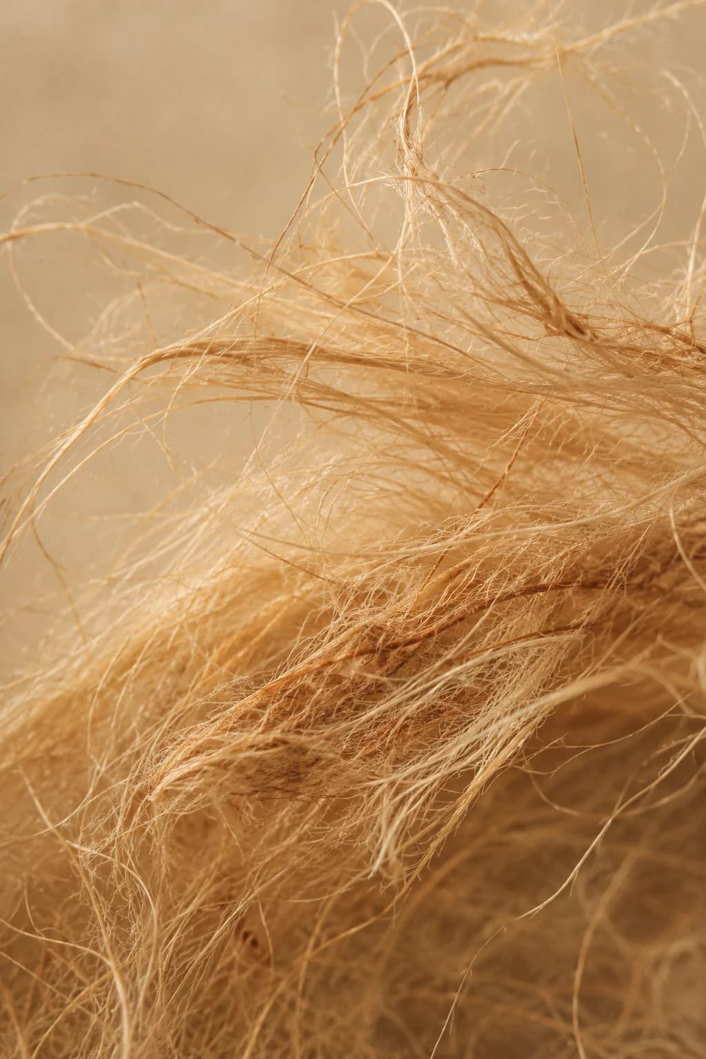 Editorial macro of natural plant fibre texture, cream and warm beige strands